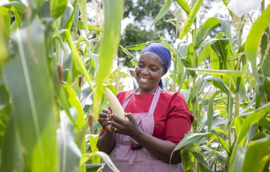 agri-business
